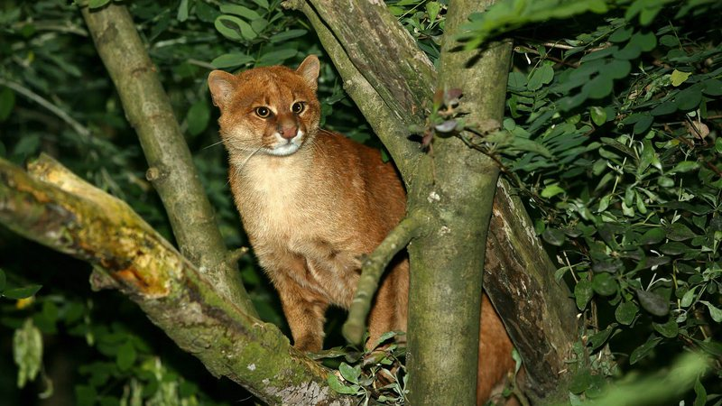 image-70 VÍDEO: 'Gato selvagem' é flagrado próximo à refinaria baiana