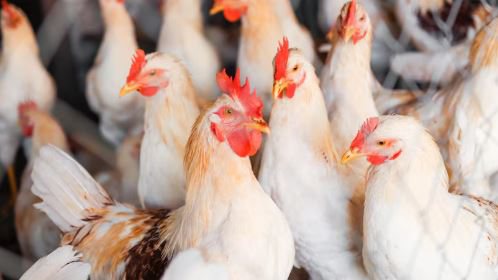 As sete cidades com suspeitas de gripe aviária no Brasil